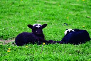 Lambs resting in field